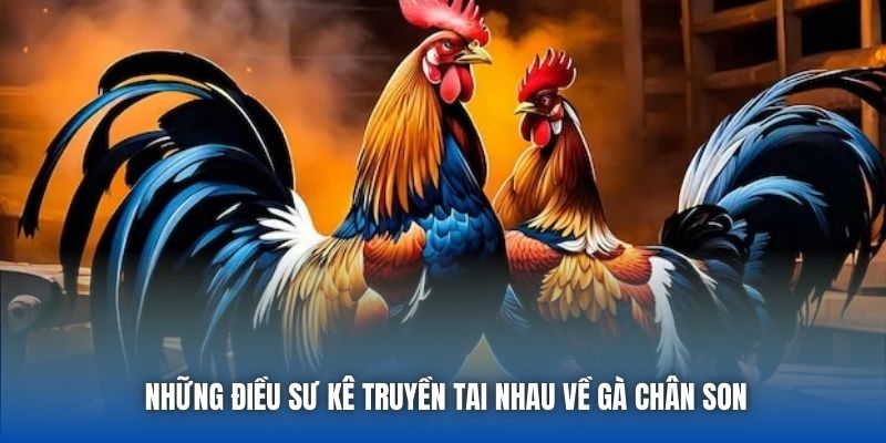 Những điều sư kê truyền tai nhau về gà chân son