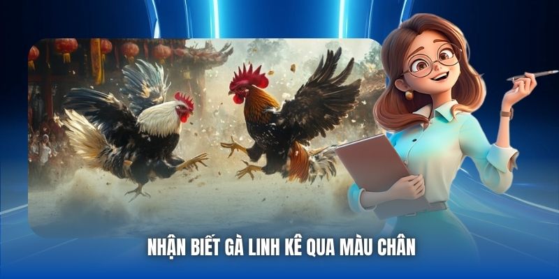 Nhận biết gà linh kê qua màu chân