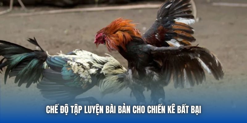 Chế độ tập luyện bài bản cho chiến kê bất bại