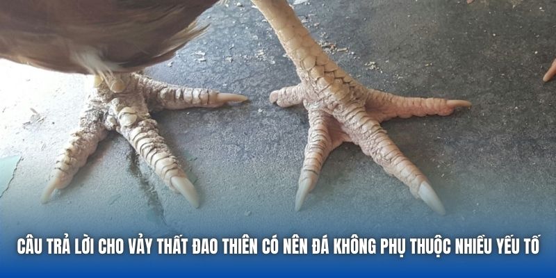 Câu trả lời cho vảy Thất Đao Thiên có nên đá không phụ thuộc nhiều yếu tố