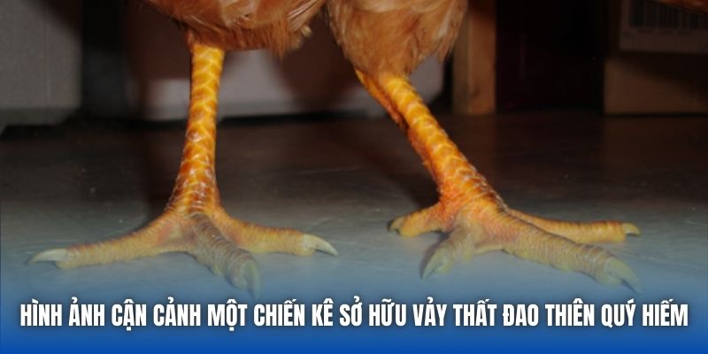 Hình ảnh cận cảnh một chiến kê sở hữu vảy Thất Đao Thiên quý hiếm