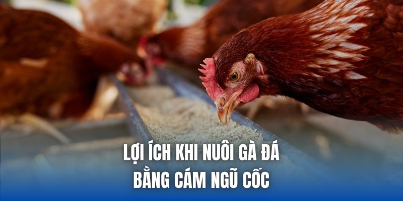 Lợi ích khi nuôi gà đá bằng cám ngũ cốc
