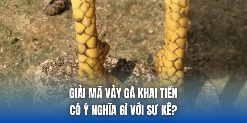 Giải Mã Vảy Gà Khai Tiền Có Ý Nghĩa Gì Với Sư Kê?