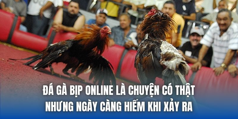 Đá gà bịp online là chuyện có thật nhưng ngày càng hiếm khi xảy ra