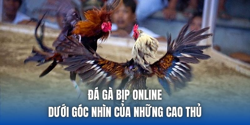 Đá Gà Bịp Online Dưới Góc Nhìn Của Những Cao Thủ